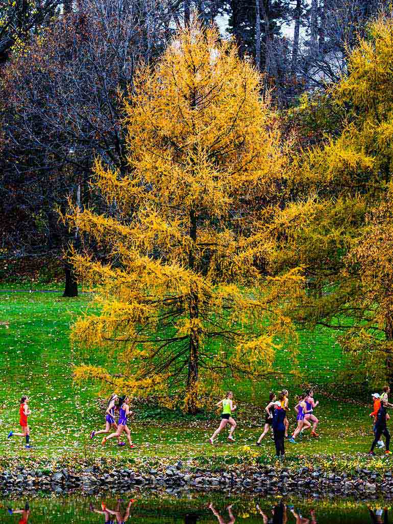 University of St. Thomas cross country runners, running past a yellow tree on a golf course.