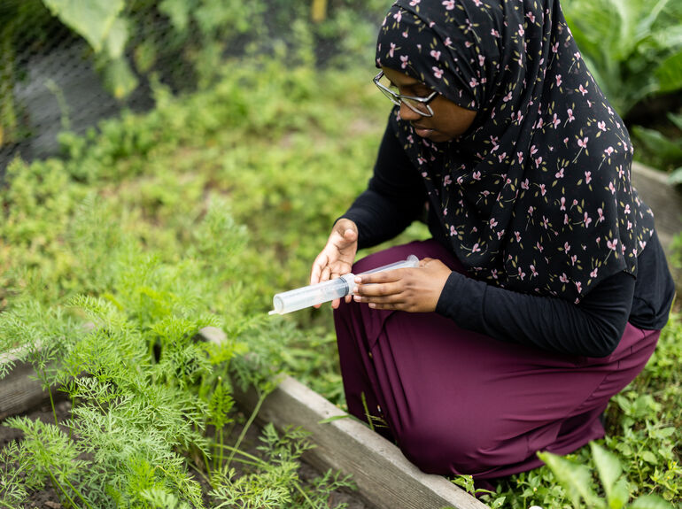 Student researcher looking at a syringe over a garden bed.