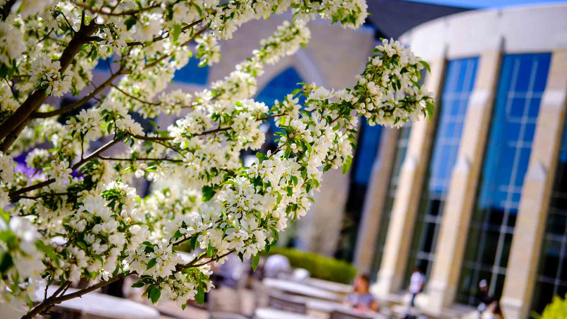 White flowers bloom beside the Anderson Student Center