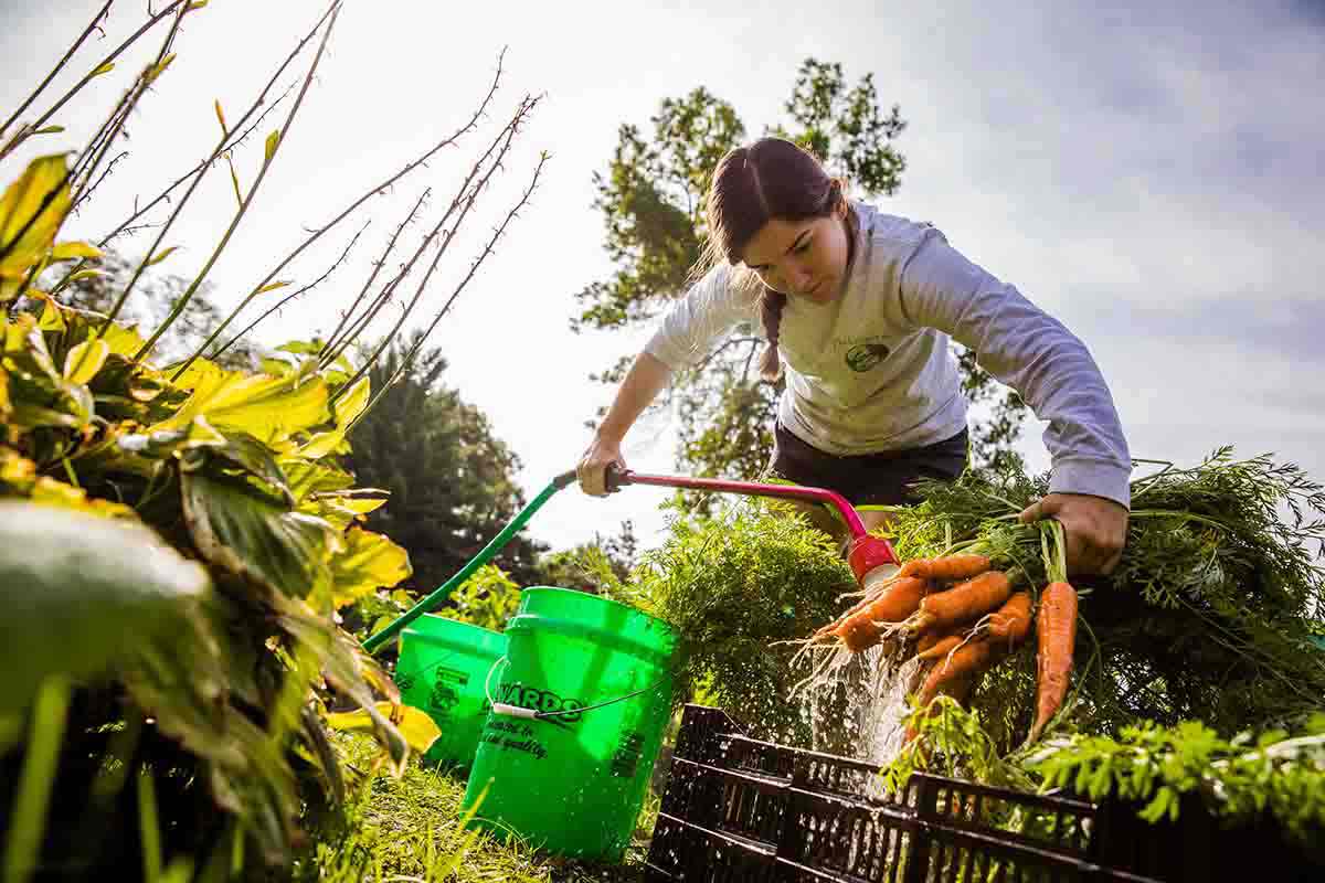 Student washes carrots at the Stewardship Garden