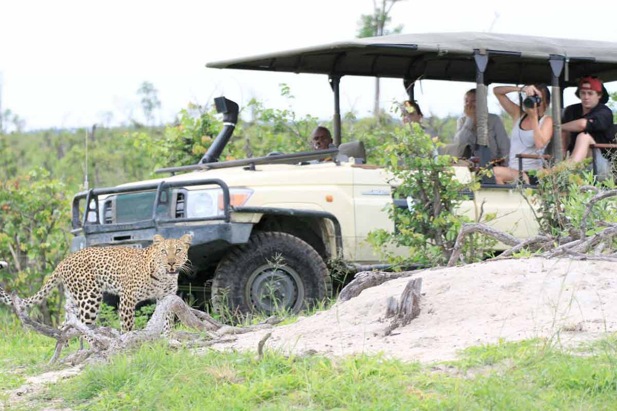 People in a safari vehicle observing a leopard during an economics study abroad in Botswana.