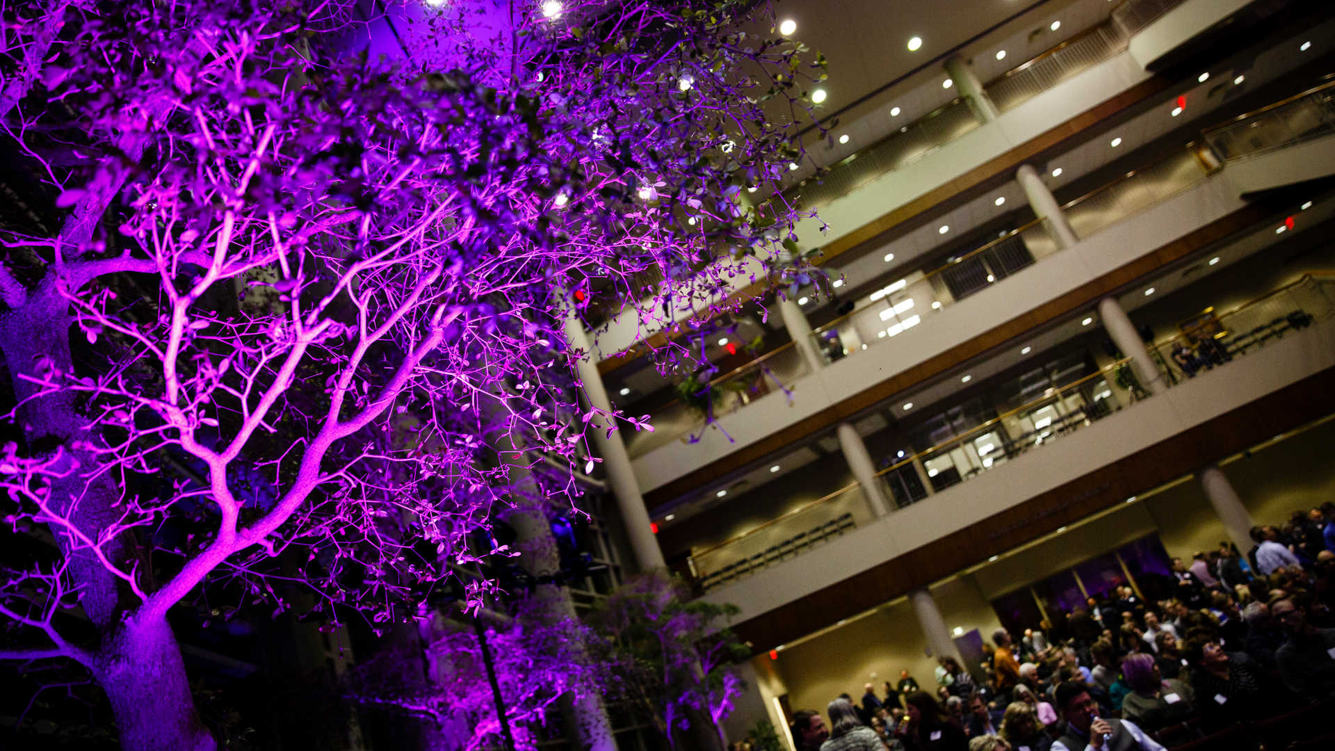 Trees lit by purple lights stand in the School of Law Schulze Grand Atrium
