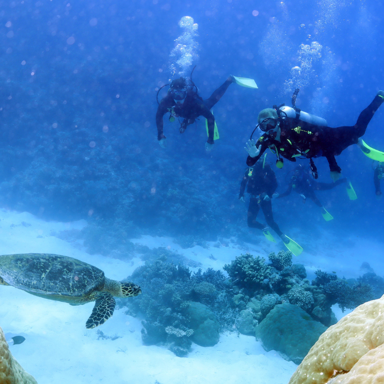 man scuba diving near sea turtle