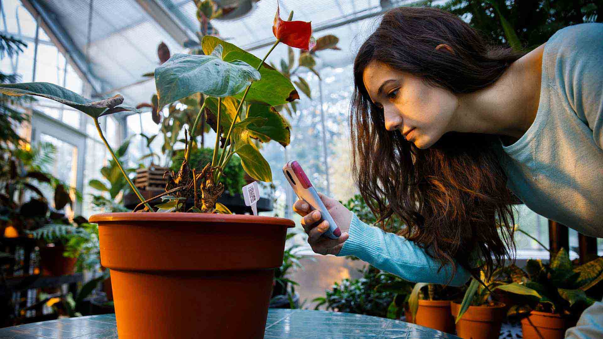Biology major Kristen Bastug uses a smart phone to read a QR code (barcode) at a Plants, Food and Medicine class session in the John Roach Center for the Liberal Arts Greenhouse.