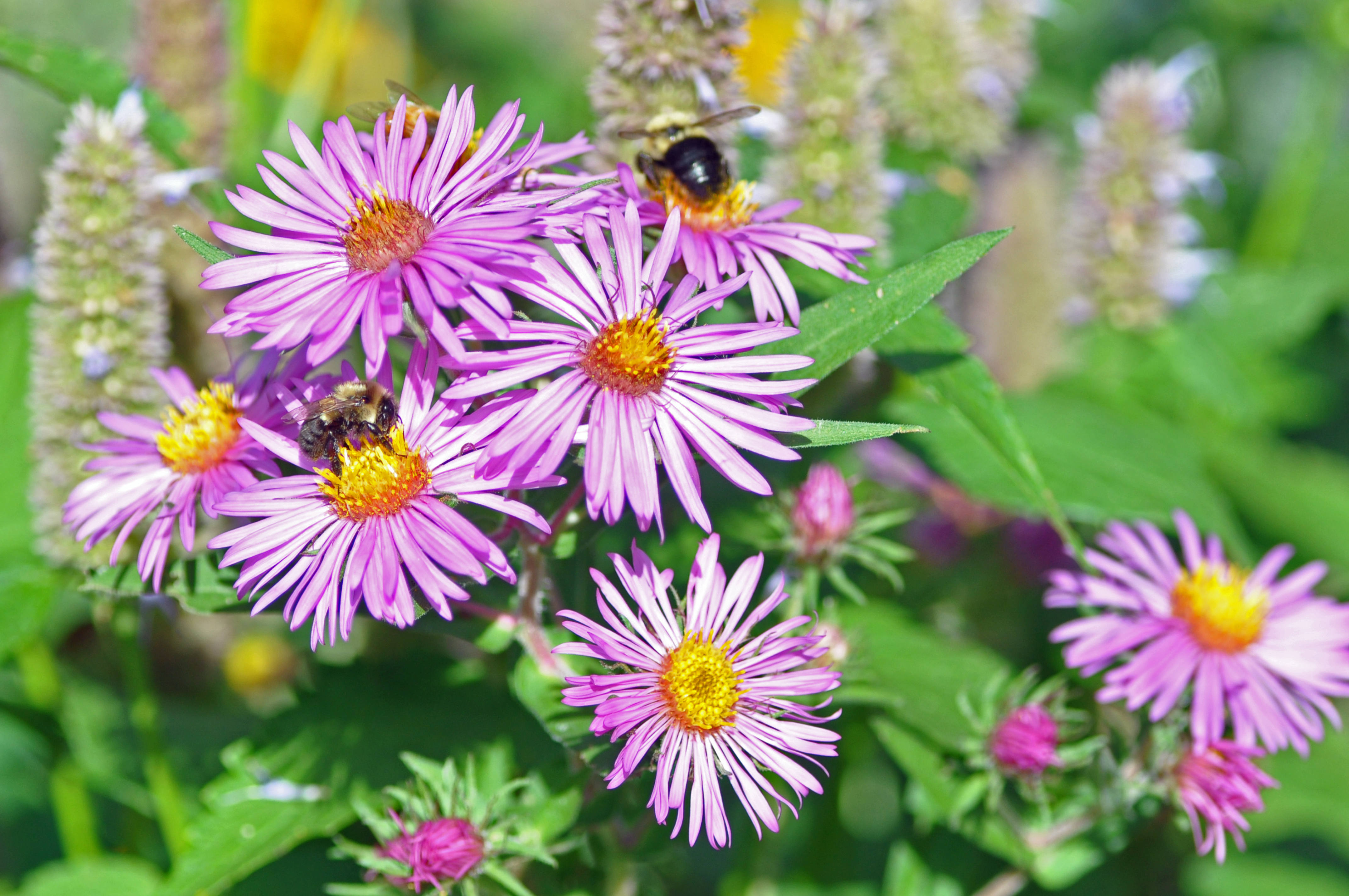 aster flowers in garden