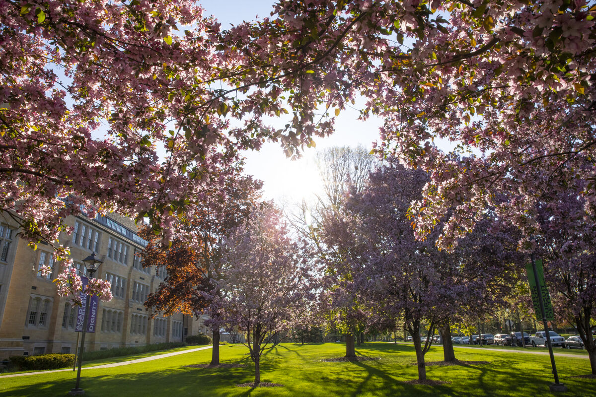 Trees on campus along Summit Avenue