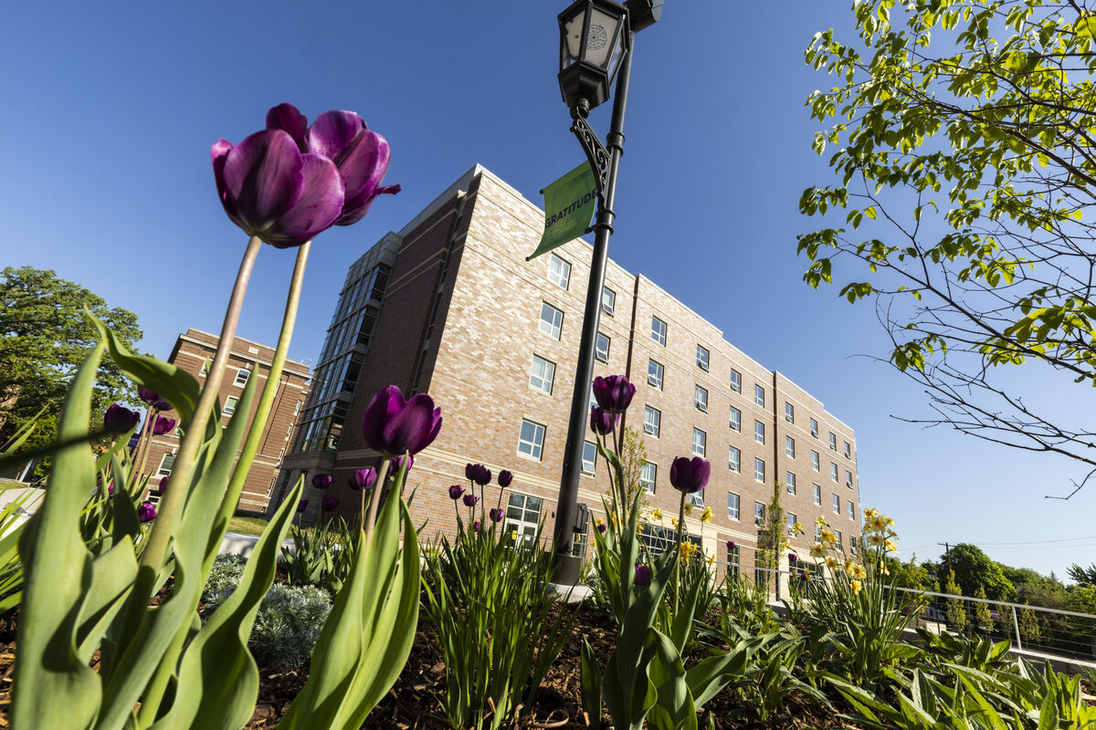Tulips in front of Tommie North