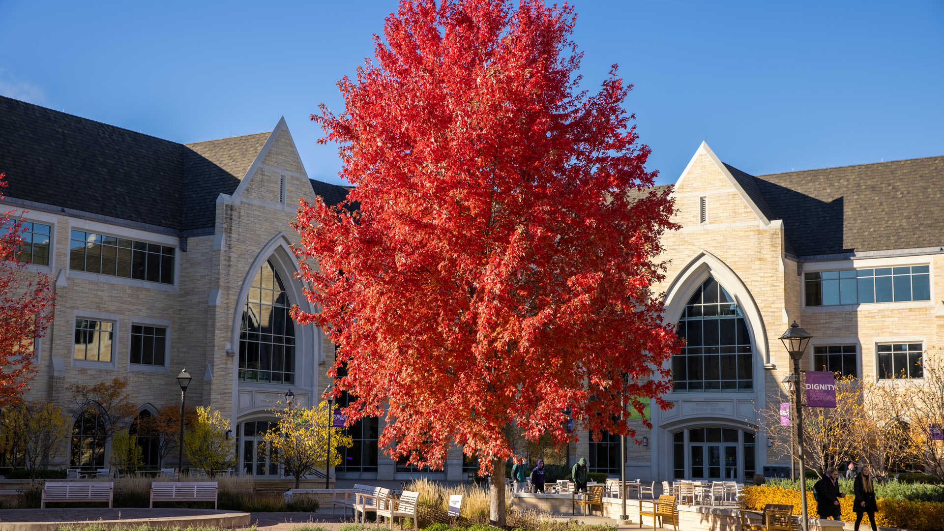 Tree in front of student center on St. Thomas lower quad